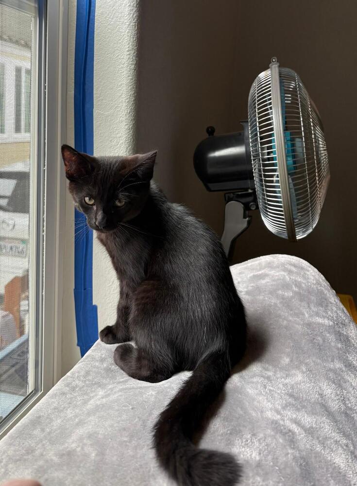 Enlarge Jett, a Adoptable Domestic Short Hair in Oceanside, CA image 1/5