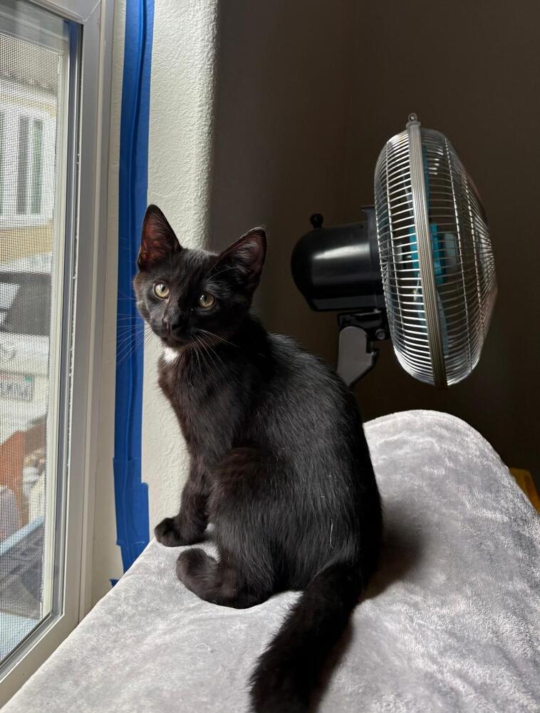Enlarge Jett, a Adoptable Domestic Short Hair in Oceanside, CA image 4/5