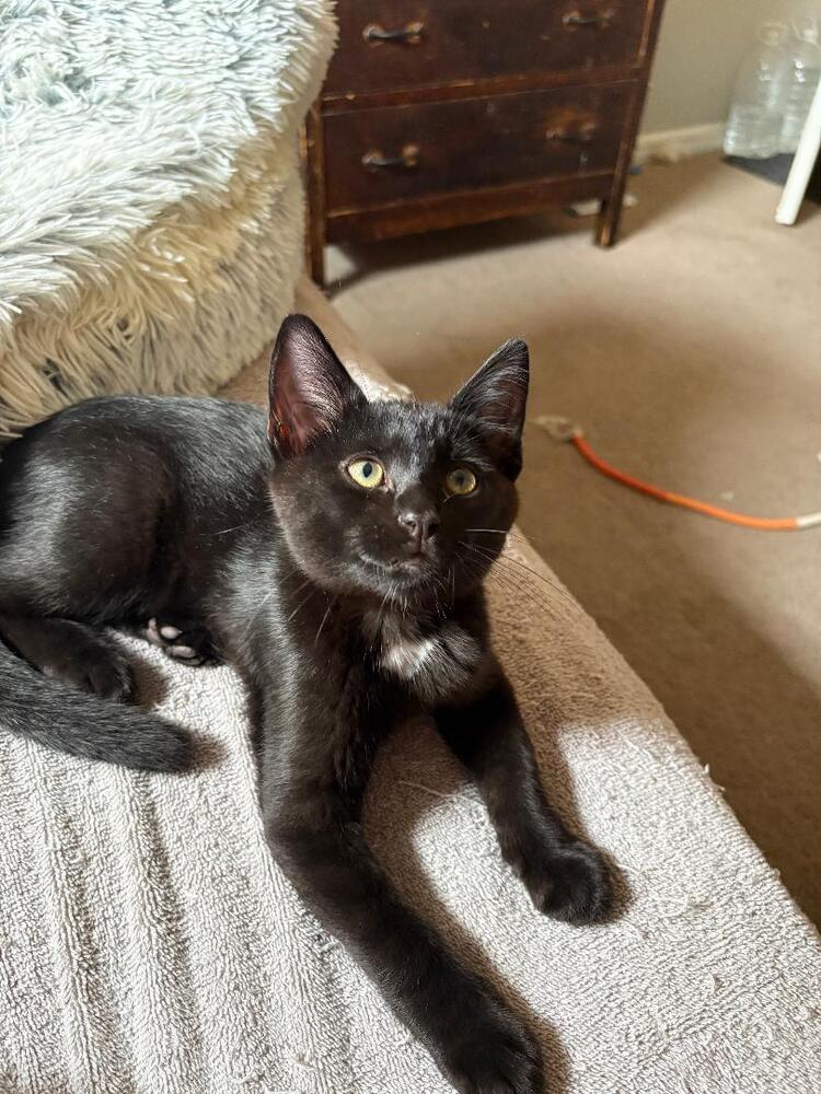 Enlarge Jett, a Adoptable Domestic Short Hair in Oceanside, CA image 5/5