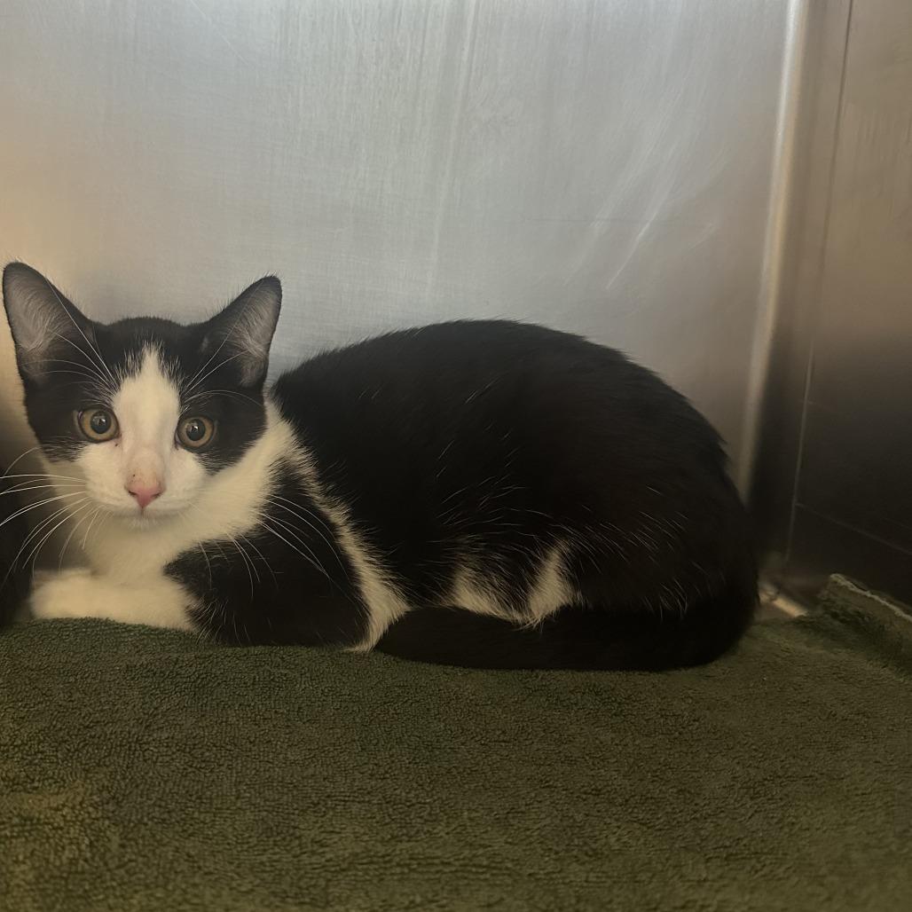 Enlarge Sora, a Adoptable Domestic Short Hair in Buellton, CA image 1/1