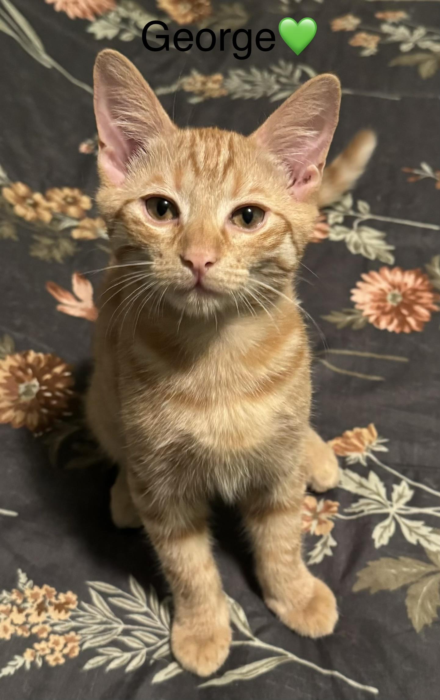 Grady, George, Idgie, and Ruth, ADOPTABLE, Kitten Male Domestic Short Hair.