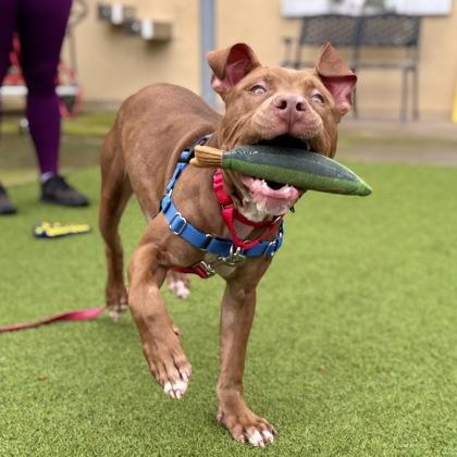Scoob, Adoptable, Adult Male Pit Bull Terrier & Mixed Breed.