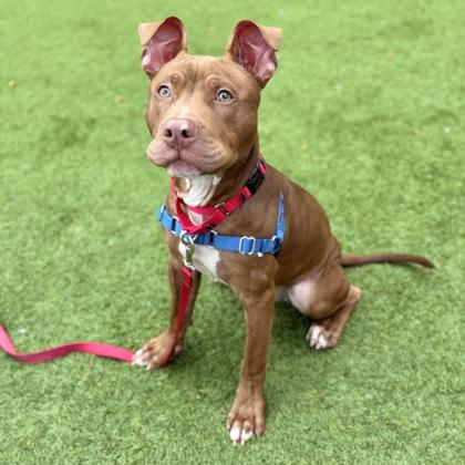 Enlarge Scoob, a Adoptable mixed breed in San Francisco, CA image 2/3