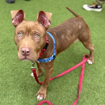 Enlarge Scoob, a Adoptable mixed breed in San Francisco, CA image 3/3