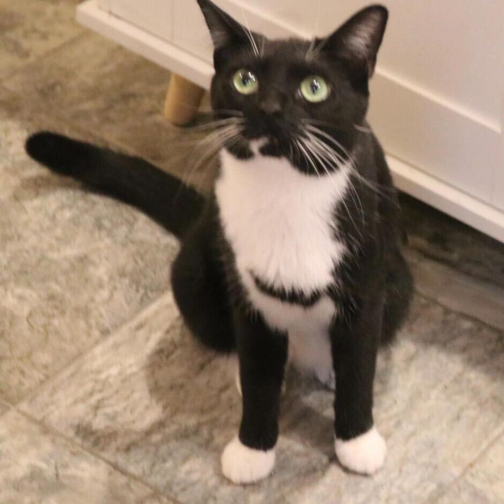 Enlarge Missy (Bonded with Takis), a Adoptable Domestic Short Hair in Howard beach, NY image 1/6