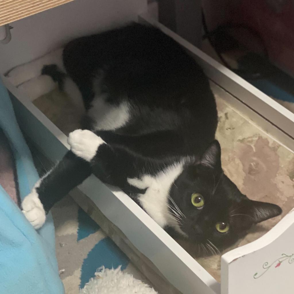 Enlarge Missy (Bonded with Takis), a Adoptable Domestic Short Hair in Howard beach, NY image 2/6