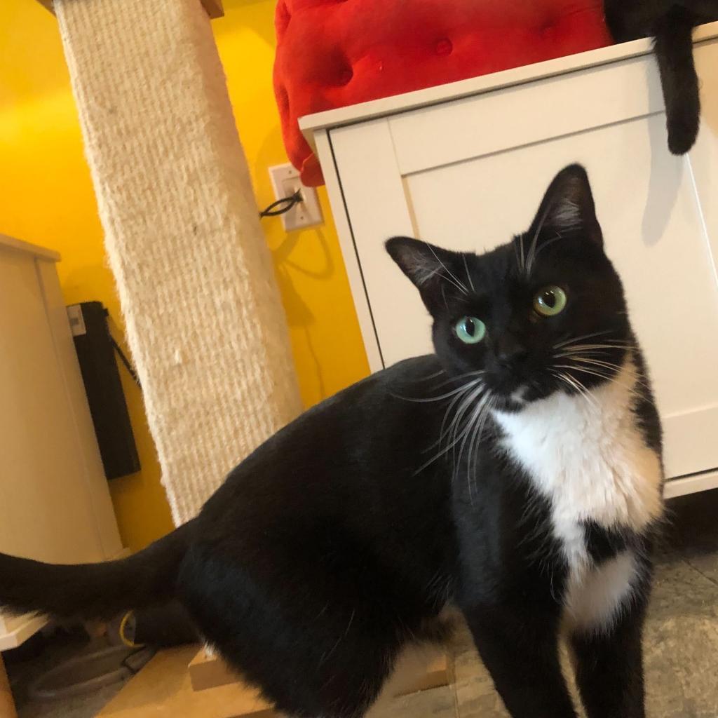 Enlarge Missy (Bonded with Takis), a Adoptable Domestic Short Hair in Howard beach, NY image 3/6