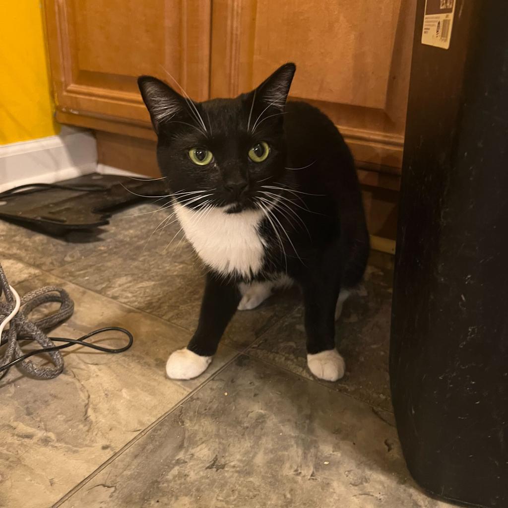 Enlarge Missy (Bonded with Takis), a Adoptable Domestic Short Hair in Howard beach, NY image 4/6