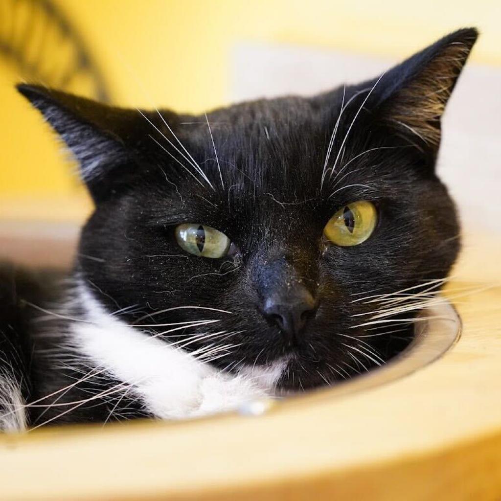 Enlarge Missy (Bonded with Takis), a Adoptable Domestic Short Hair in Howard beach, NY image 5/6