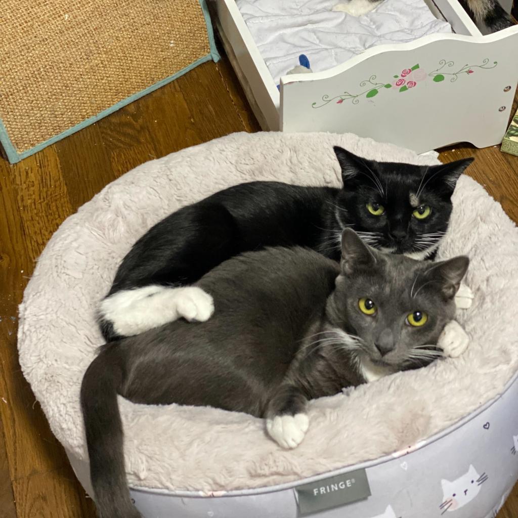 Enlarge Missy (Bonded with Takis), a Adoptable Domestic Short Hair in Howard beach, NY image 6/6