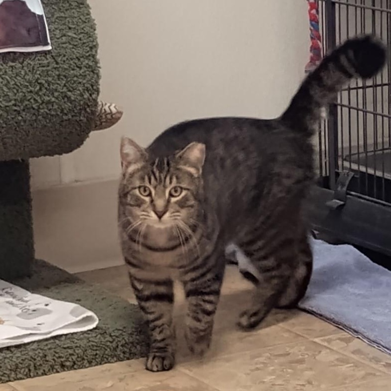 Enlarge Hilden, a ADOPTABLE Domestic Short Hair in Dillsburg, PA image 2/6