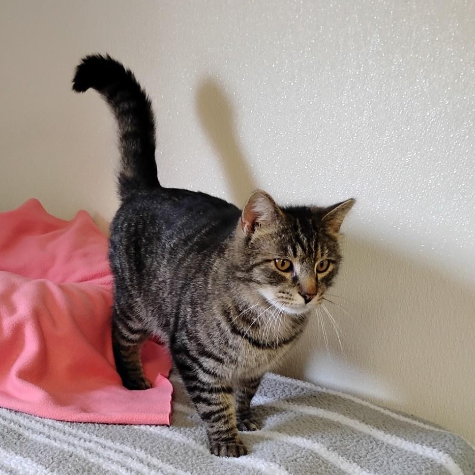 Enlarge Hilden, a ADOPTABLE Domestic Short Hair in Dillsburg, PA image 3/6