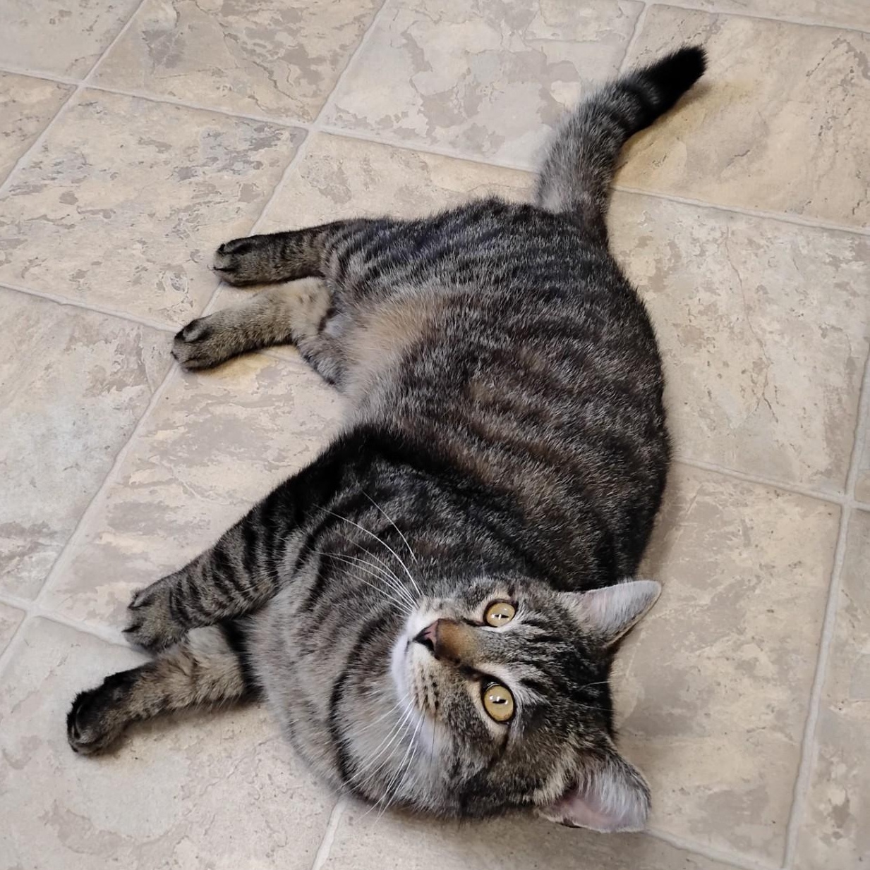 Enlarge Hilden, a ADOPTABLE Domestic Short Hair in Dillsburg, PA image 6/6