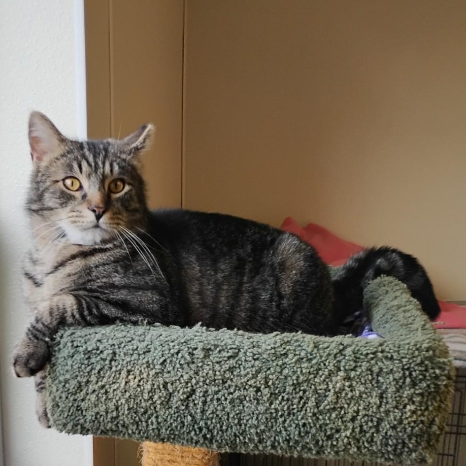 Hilden, ADOPTABLE, Adult Male Domestic Short Hair.