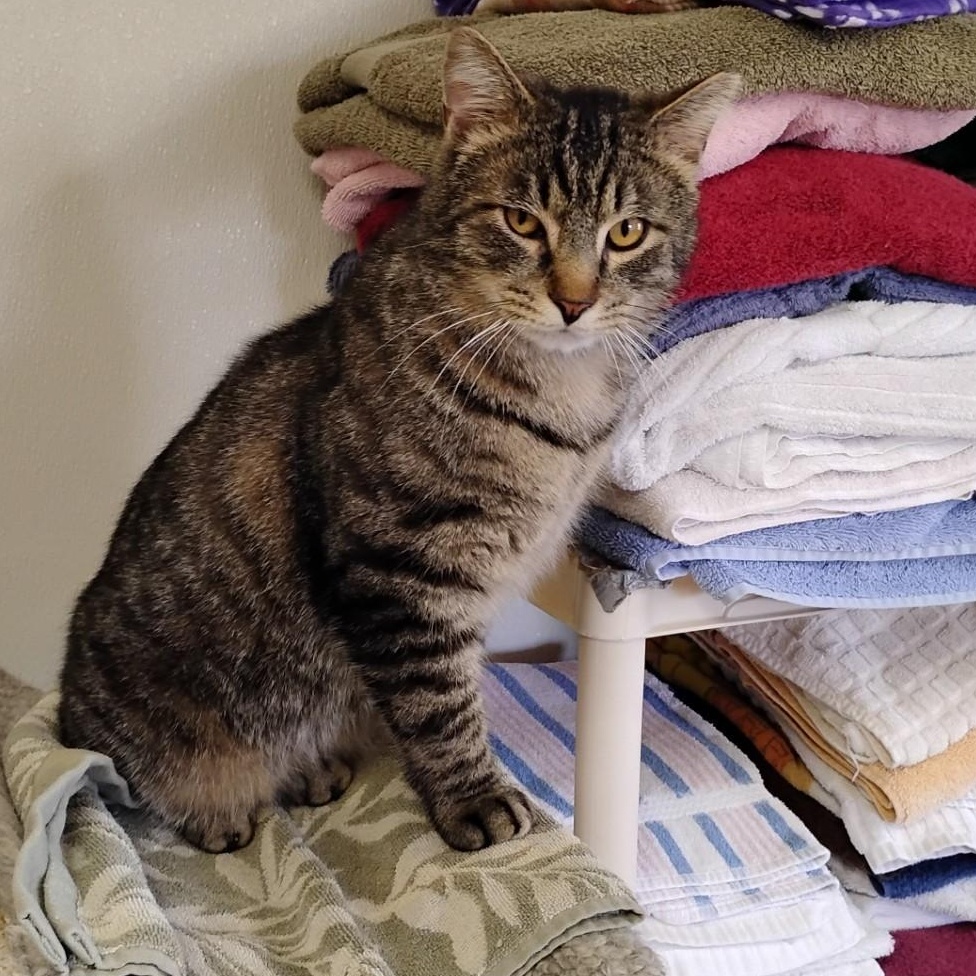 Enlarge Hilden, a ADOPTABLE Domestic Short Hair in Dillsburg, PA image 4/6