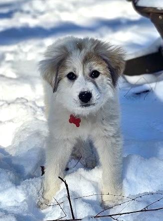 Enlarge Zoey, an adopted mixed breed in Pittsboro, NC image 2/4