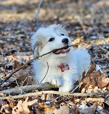 Enlarge Zoey, an adopted mixed breed in Pittsboro, NC image 3/4