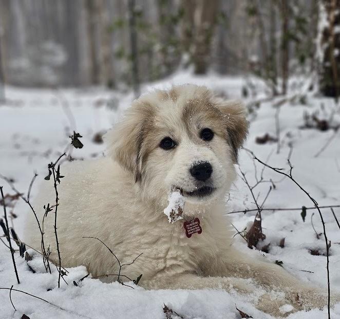 Zoey, adopted, Puppy Female Great Pyrenees.