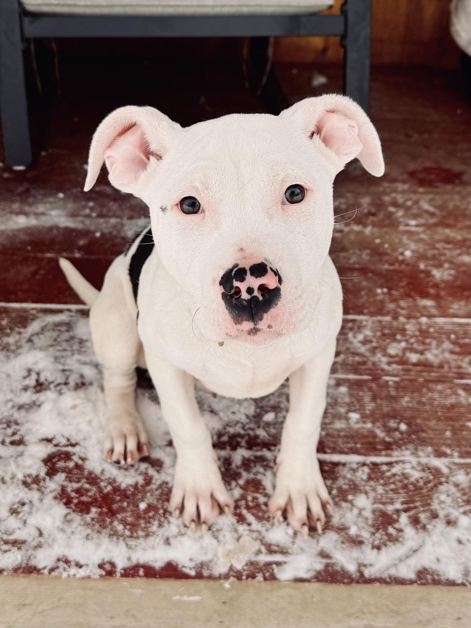 Enlarge Clyde, a Adoptable Pit Bull Terrier in Arlington, VT image 1/3