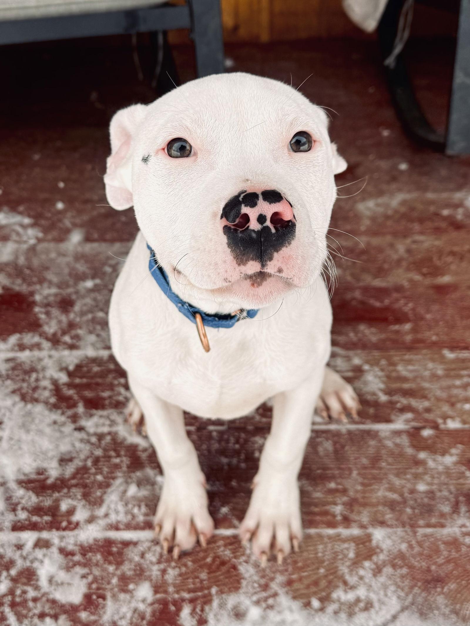 Enlarge Clyde, a Adoptable Pit Bull Terrier in Arlington, VT image 2/3
