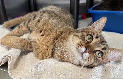 Enlarge Peanut Butter, a Adoptable mixed breed in Willmar, MN image 1/2