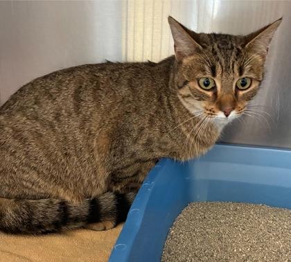 Enlarge Peanut Butter, a Adoptable mixed breed in Willmar, MN image 2/2