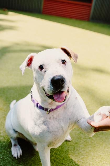 Magoo, Adoptable, Adult Male Boxer & Mixed Breed.