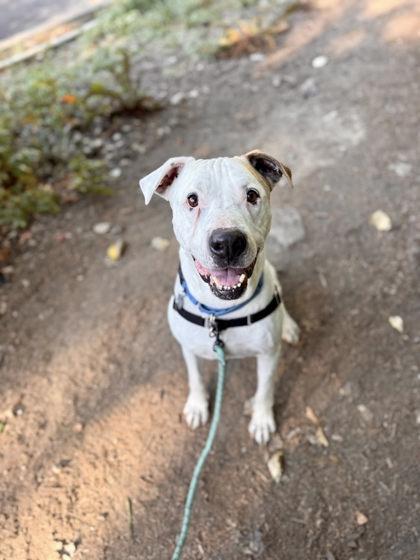 Magoo, Adoptable, Adult Male Boxer & Mixed Breed.