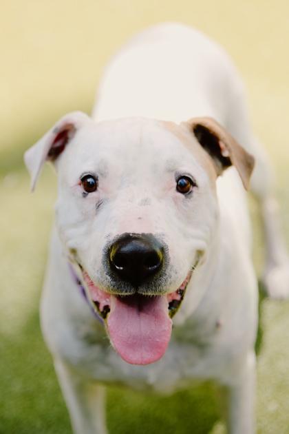 Enlarge Magoo, a Adoptable mixed breed in Bellevue, WA image 1/3