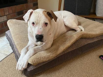 Magoo, Adoptable, Adult Male Boxer & Mixed Breed.