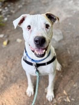 Enlarge Magoo, a Adoptable mixed breed in Bellevue, WA image 2/3