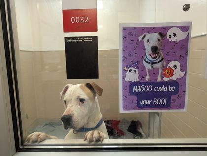 Magoo, Adoptable, Adult Male Boxer & Mixed Breed.