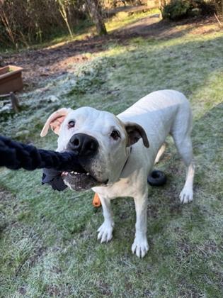 Enlarge Magoo, a Adoptable mixed breed in Bellevue, WA image 3/3