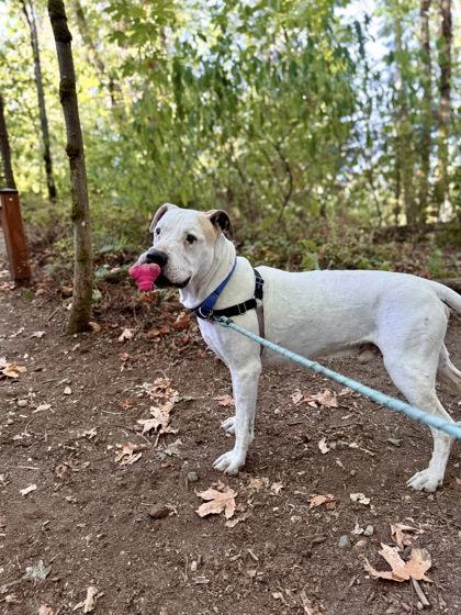 Enlarge Magoo, a Adoptable mixed breed in Bellevue, WA image 2/3