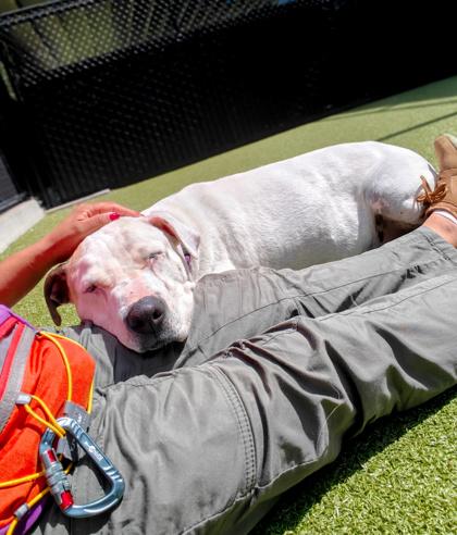Enlarge Magoo, a Adoptable mixed breed in Bellevue, WA image 2/3