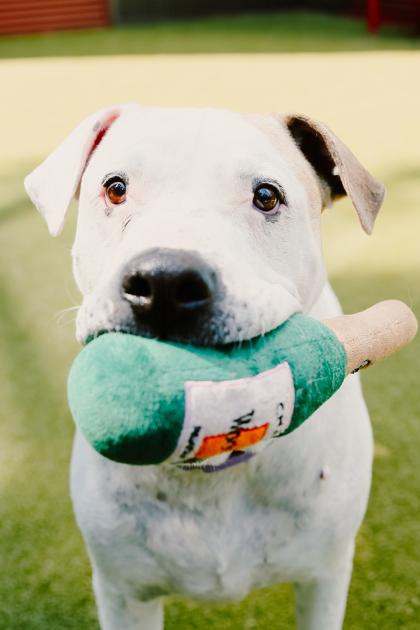 Enlarge Magoo, a Adoptable mixed breed in Bellevue, WA image 3/3
