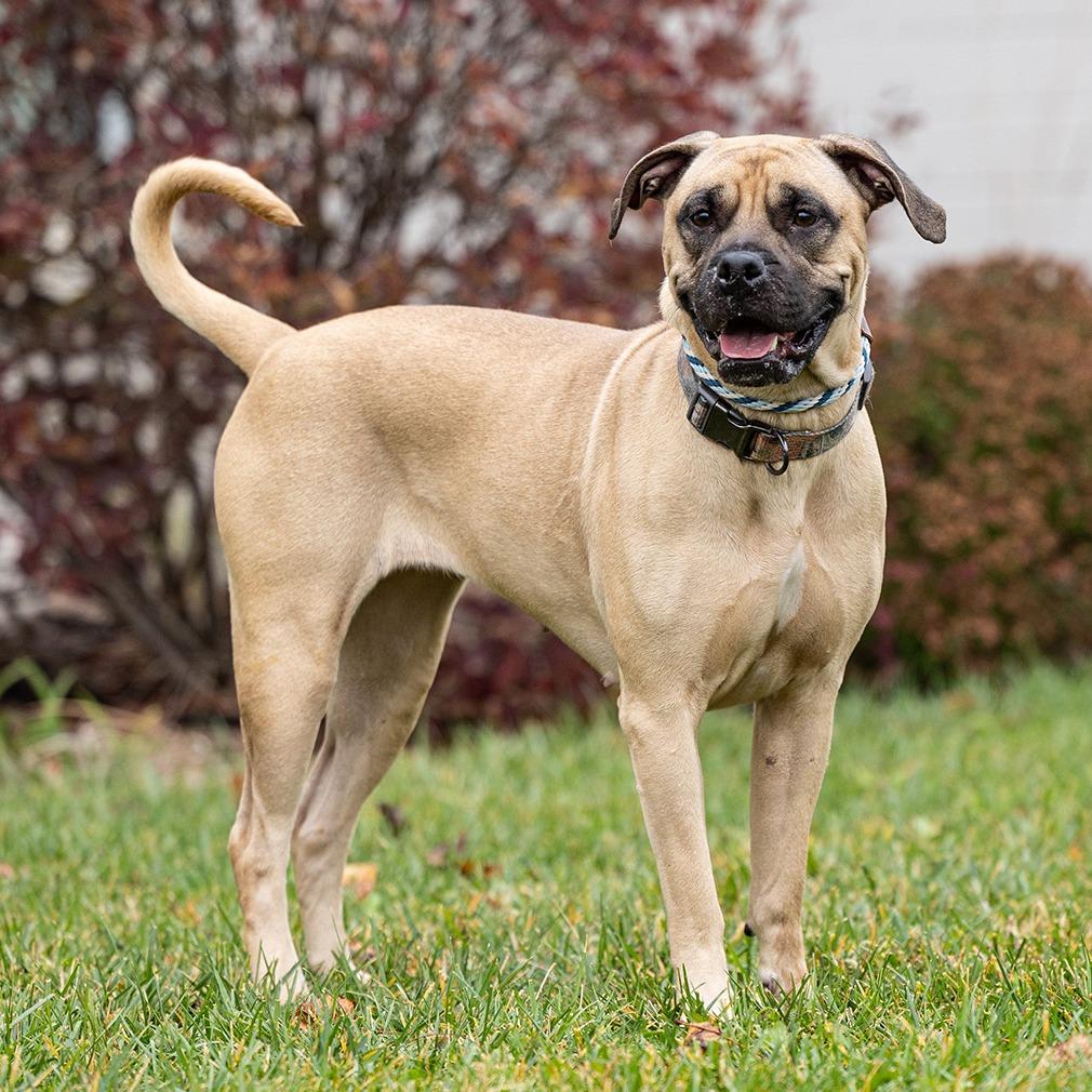 Enlarge Josie, a Adoptable Black Mouth Cur in Council Bluffs, IA image 1/2