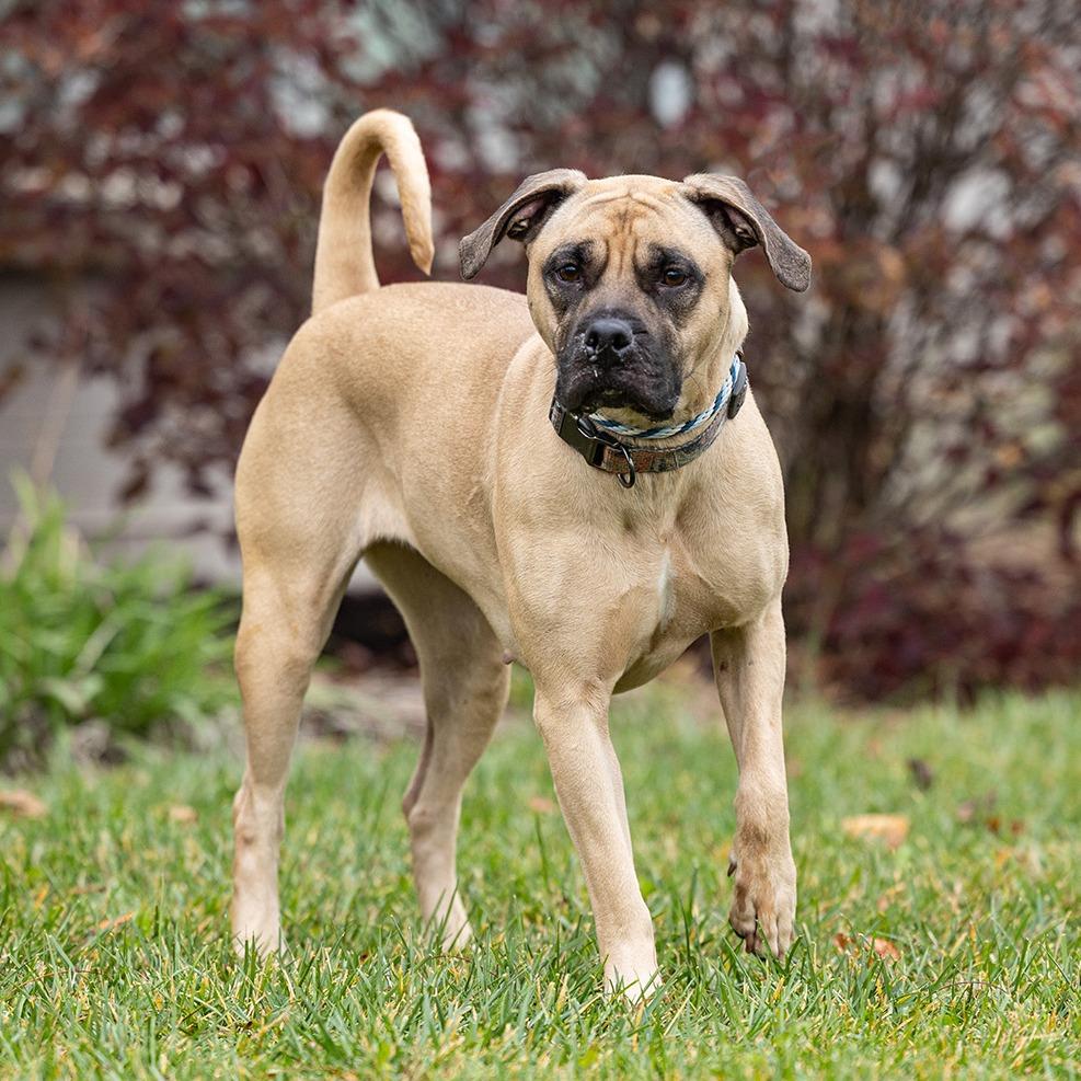 Enlarge Josie, a Adoptable Black Mouth Cur in Council Bluffs, IA image 2/2