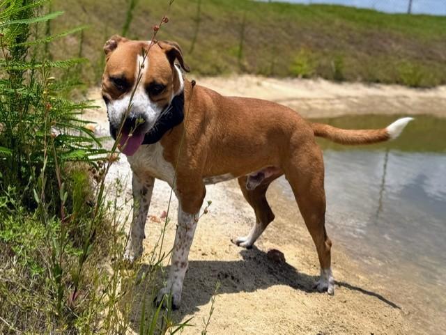 Enlarge Draft, a Adoptable mixed breed in Lynn Haven, FL image 5/6