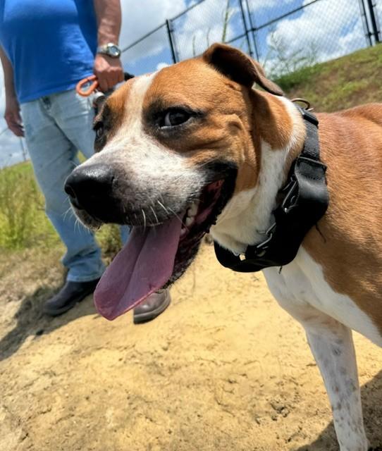 Enlarge Draft, a Adoptable mixed breed in Lynn Haven, FL image 6/6