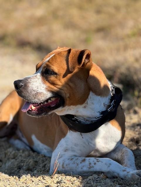 Enlarge Draft, a Adoptable mixed breed in Lynn Haven, FL image 1/6