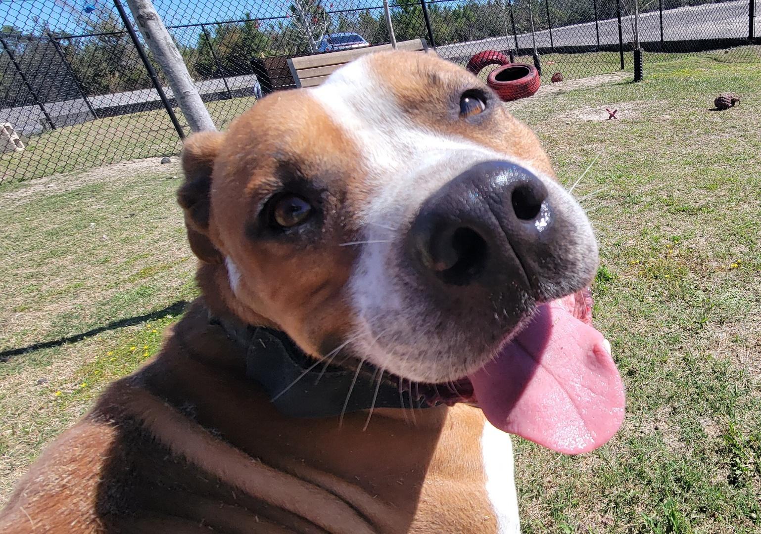 Draft, Young Male Boxer