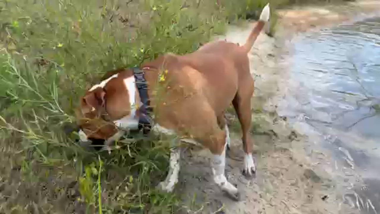 Enlarge Draft, a Adoptable mixed breed in Lynn Haven, FL video 4/6