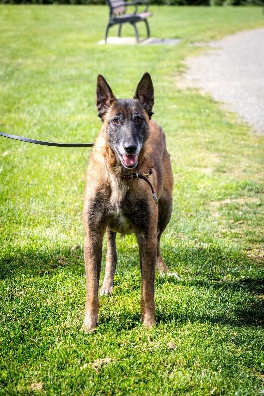 Enlarge Luna, a Adoptable Belgian Shepherd / Malinois in Seattle, WA image 1/6