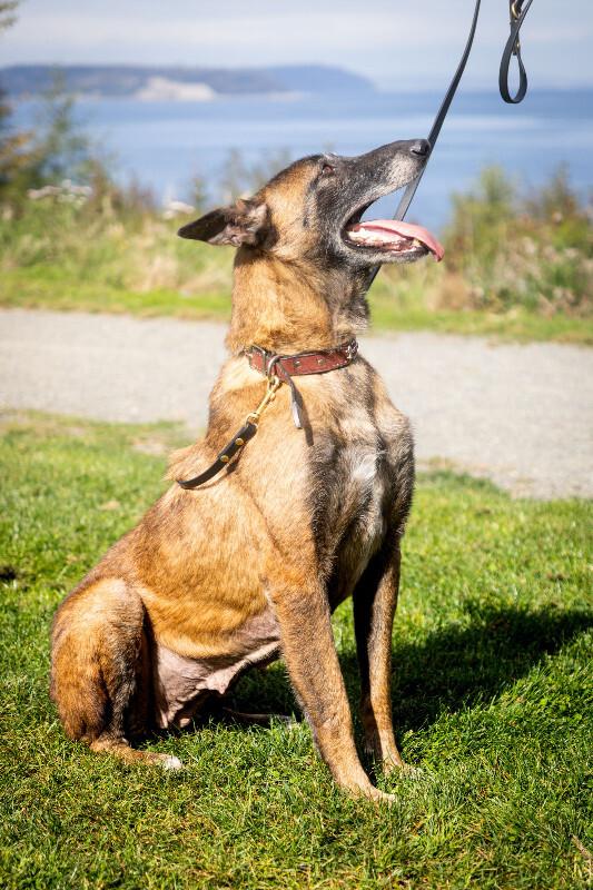 Enlarge Luna, a Adoptable Belgian Shepherd / Malinois in Seattle, WA image 2/6