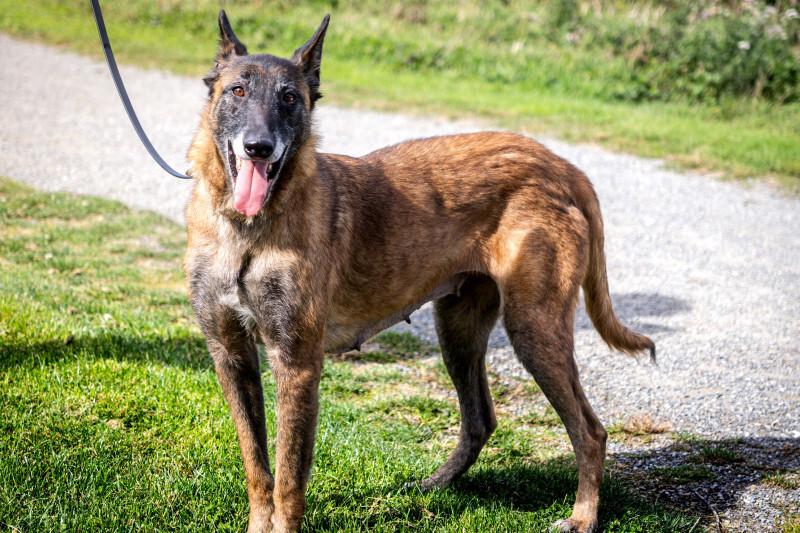 Enlarge Luna, a Adoptable Belgian Shepherd / Malinois in Seattle, WA image 3/6