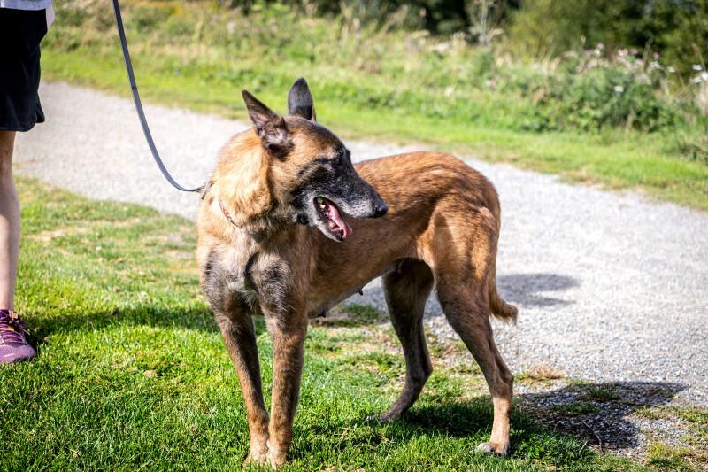 Enlarge Luna, a Adoptable Belgian Shepherd / Malinois in Seattle, WA image 4/6