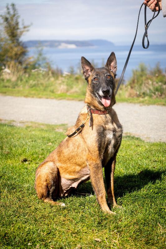 Enlarge Luna, a Adoptable Belgian Shepherd / Malinois in Seattle, WA image 5/6