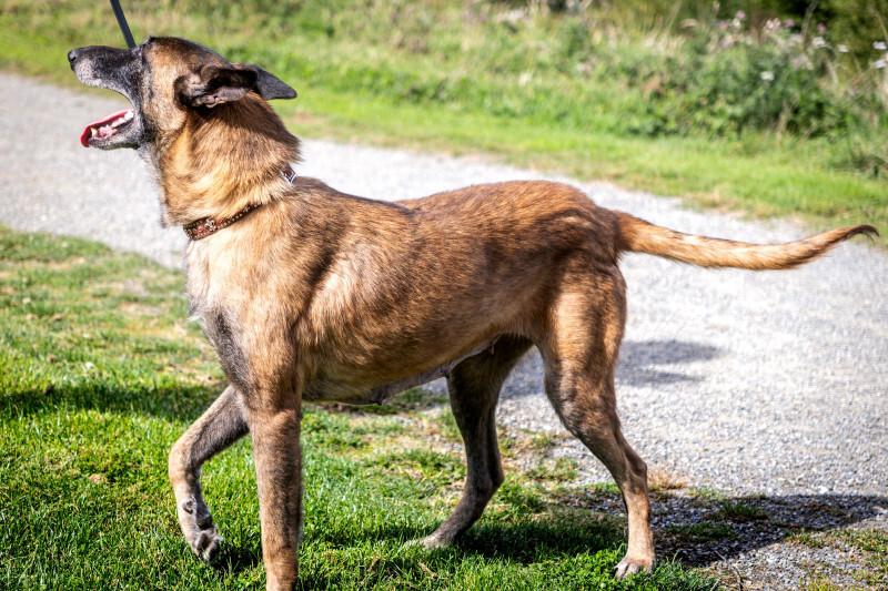 Enlarge Luna, a Adoptable Belgian Shepherd / Malinois in Seattle, WA image 6/6