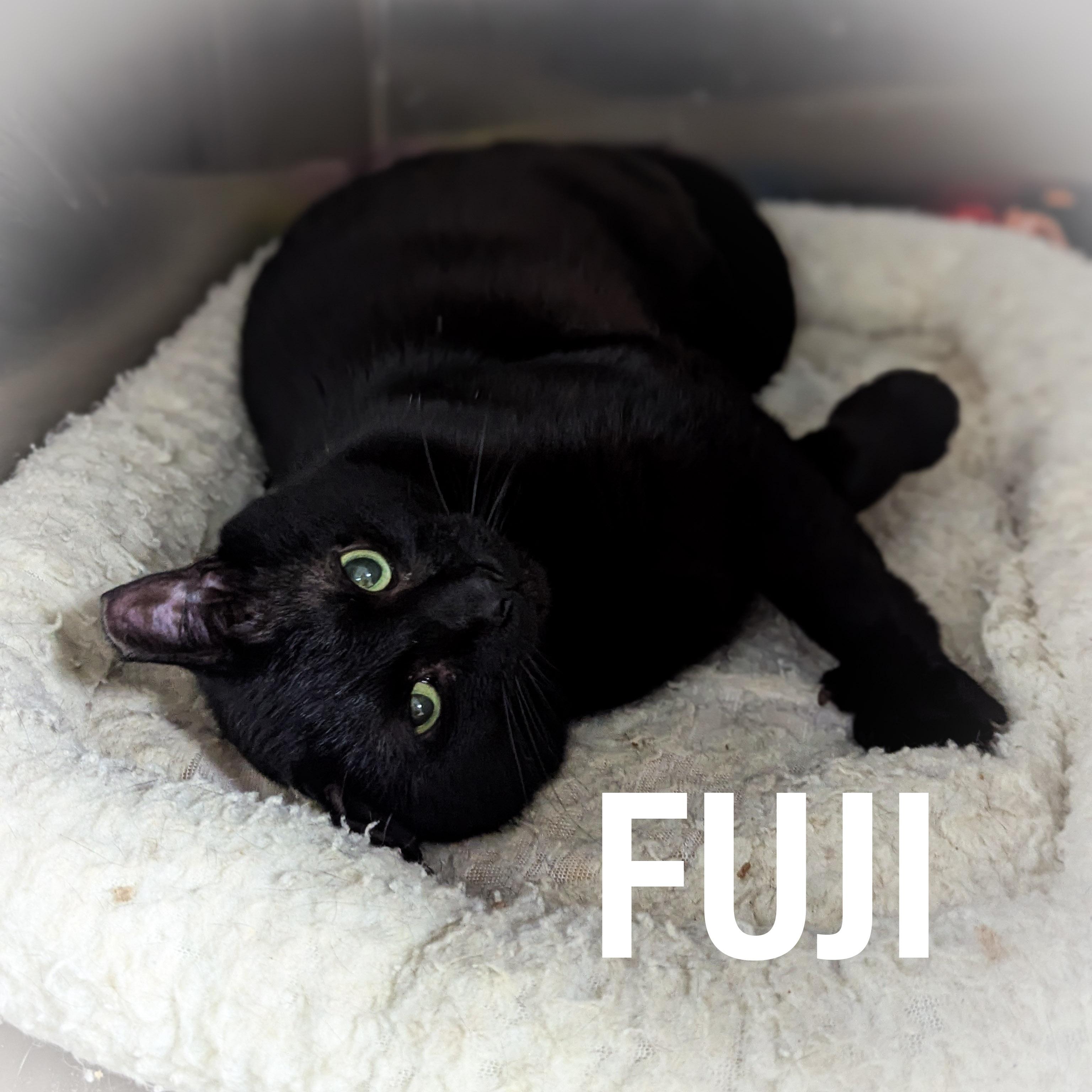 Enlarge FUJI, a ADOPTABLE mixed breed in Griffith, IN image 4/4
